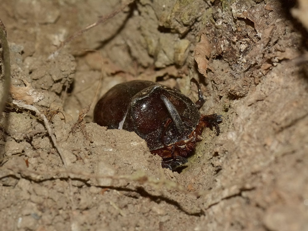 Oryctes nasicornis